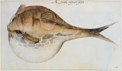 Puffer